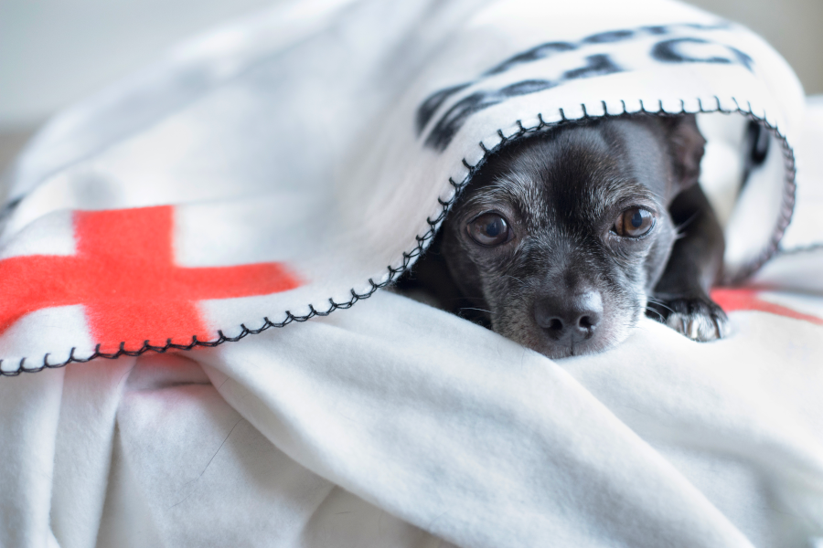 A dog wrapped in a Red Cross blanket